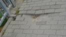 Foto: Absenkung Bürgersteig 